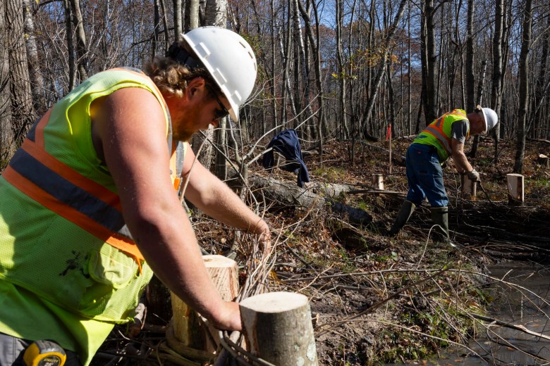 Two men wearing white helmets, bright yellow safety vests and jeans are shown putting thin sticks between posts. One is in the foreground, another is in the background.