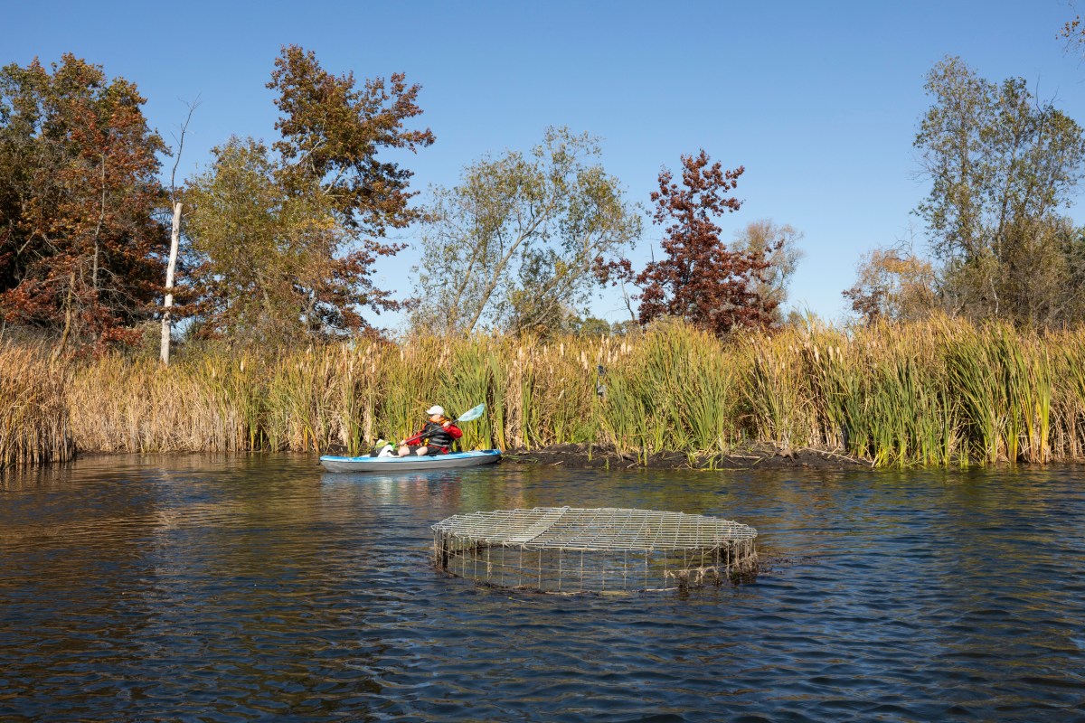 Person in canoe paddles in pond.