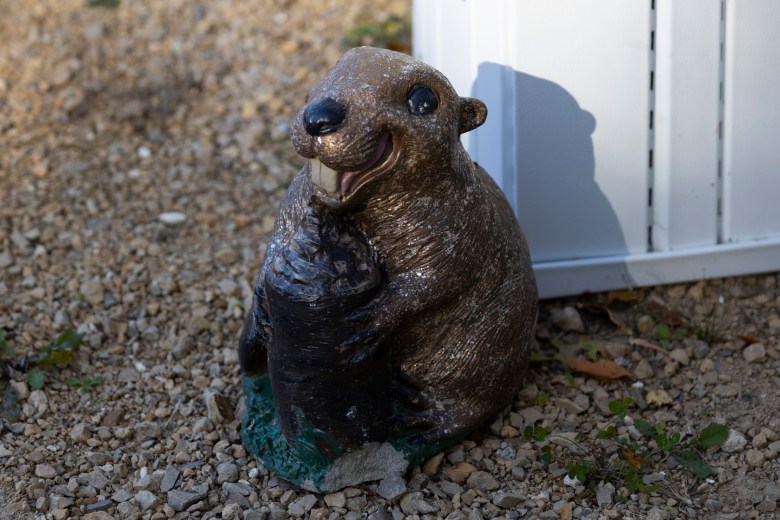 Smiling, buck-toothed beaver statue